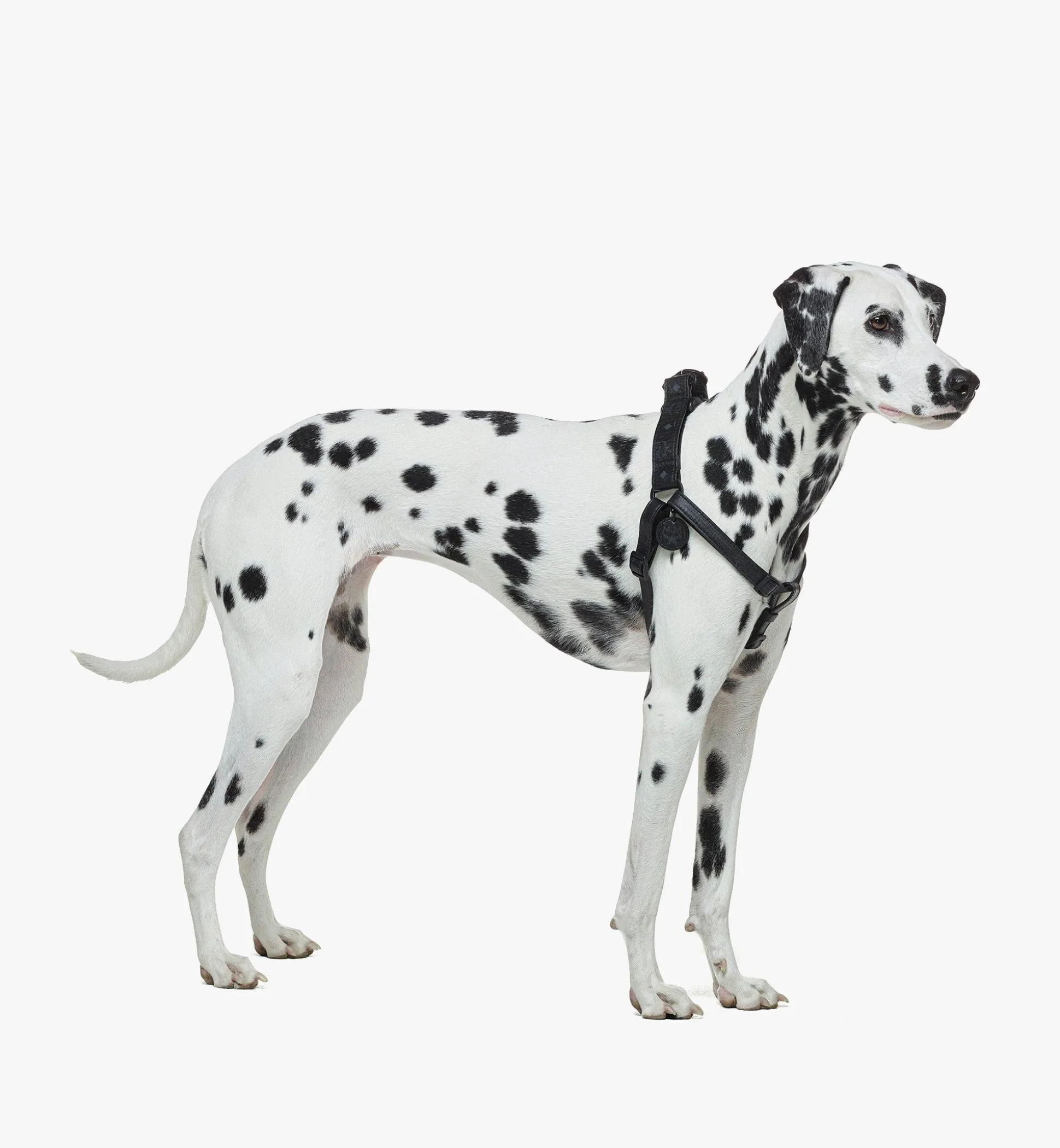 Hundegeschirr In Visetos