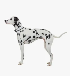 Hundehalsband In Visetos