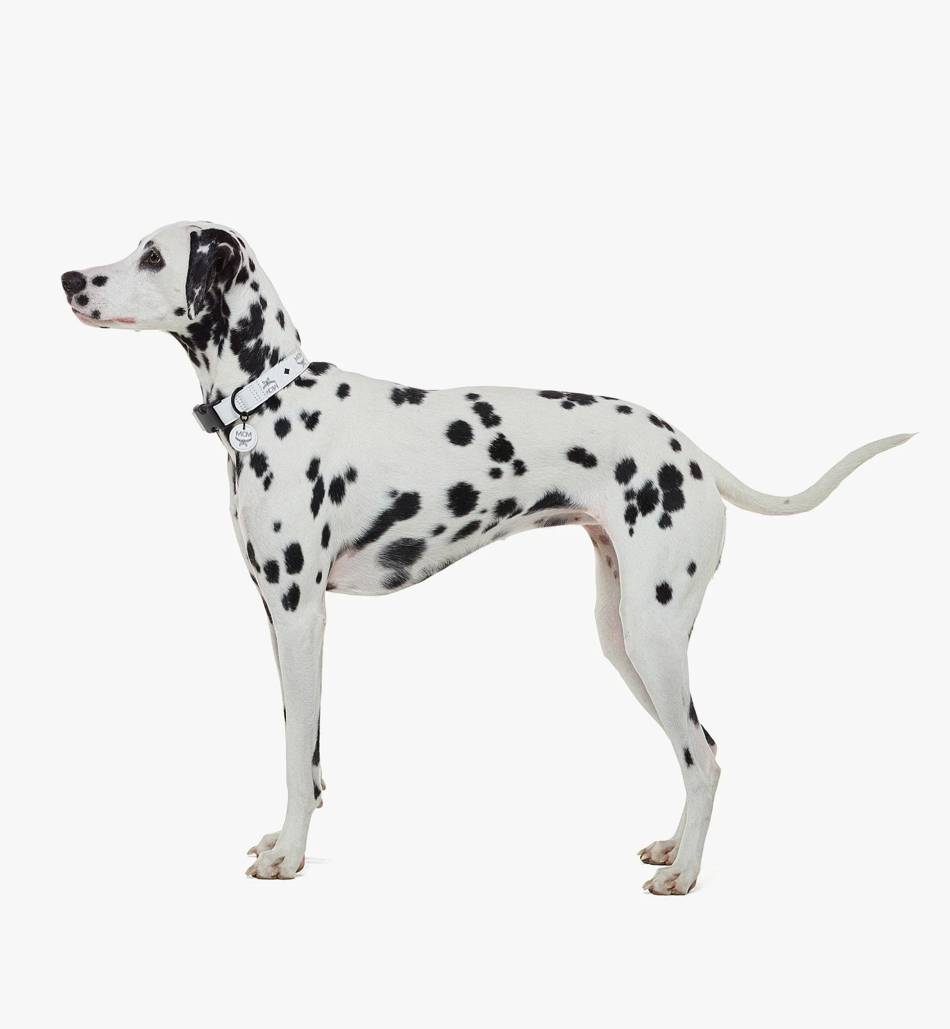 Hundehalsband In Visetos